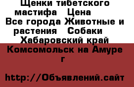 Щенки тибетского мастифа › Цена ­ 80 - Все города Животные и растения » Собаки   . Хабаровский край,Комсомольск-на-Амуре г.